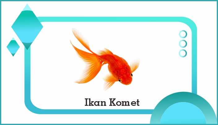 Detail Gambar Ikan Komet Jantan Dan Betina Nomer 52