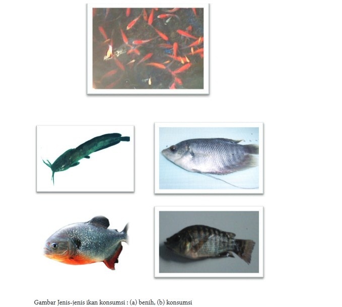 Detail Gambar Ikan Konsumsi Nomer 12