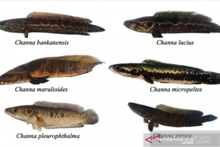 Detail Gambar Ikan Kutuk Nomer 20