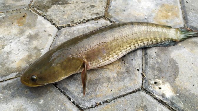 Detail Gambar Ikan Kutuk Nomer 3