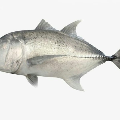 Detail Gambar Ikan Kuwe Nomer 11