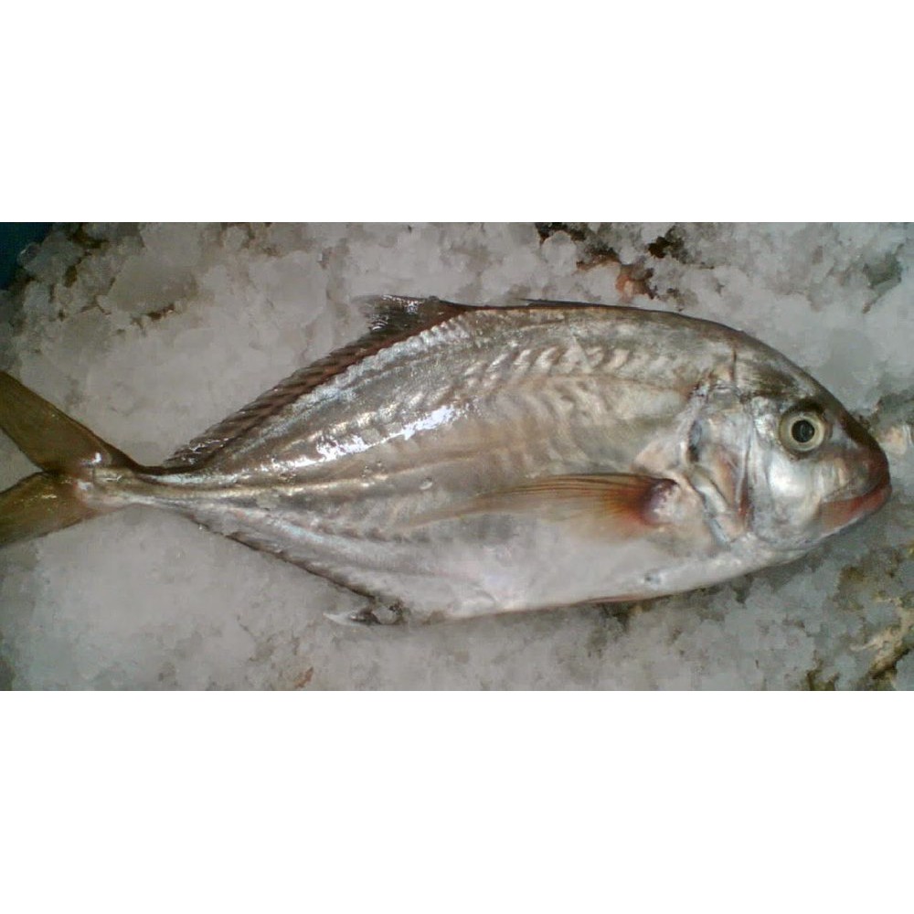 Download Gambar Ikan Kuwe Nomer 15