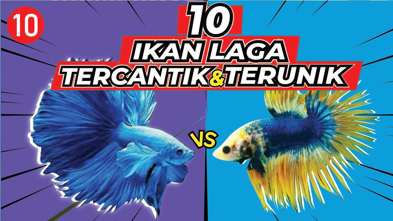 Detail Gambar Ikan Laga Nomer 55