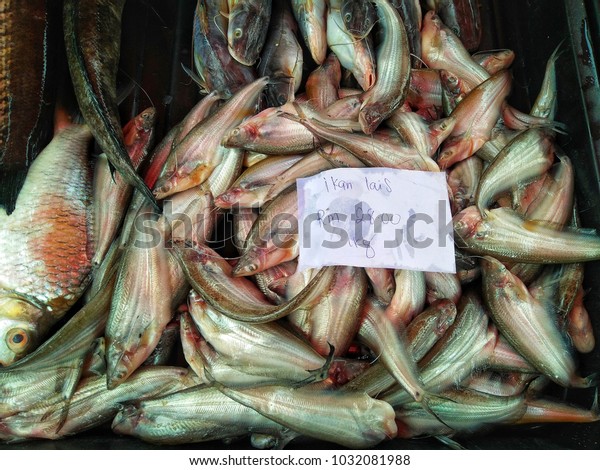 Detail Gambar Ikan Lais Nomer 22