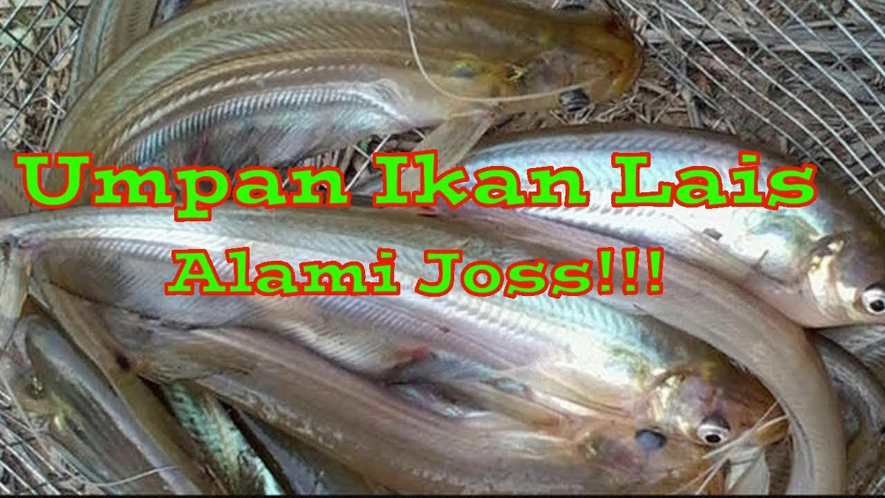 Detail Gambar Ikan Lais Nomer 29