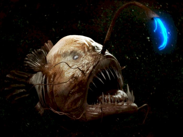 Detail Gambar Ikan Lampu Nomer 3