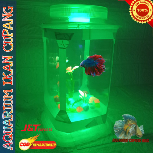 Detail Gambar Ikan Lampu Nomer 36