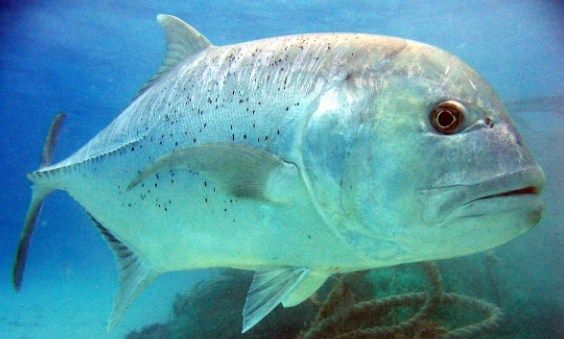 Detail Gambar Ikan Laut Dalam Nomer 29