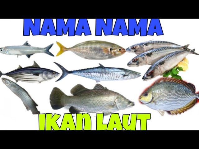 Detail Gambar Ikan Laut Dan Namanya Nomer 11