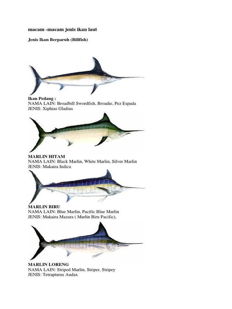 Detail Gambar Ikan Laut Dan Namanya Nomer 37