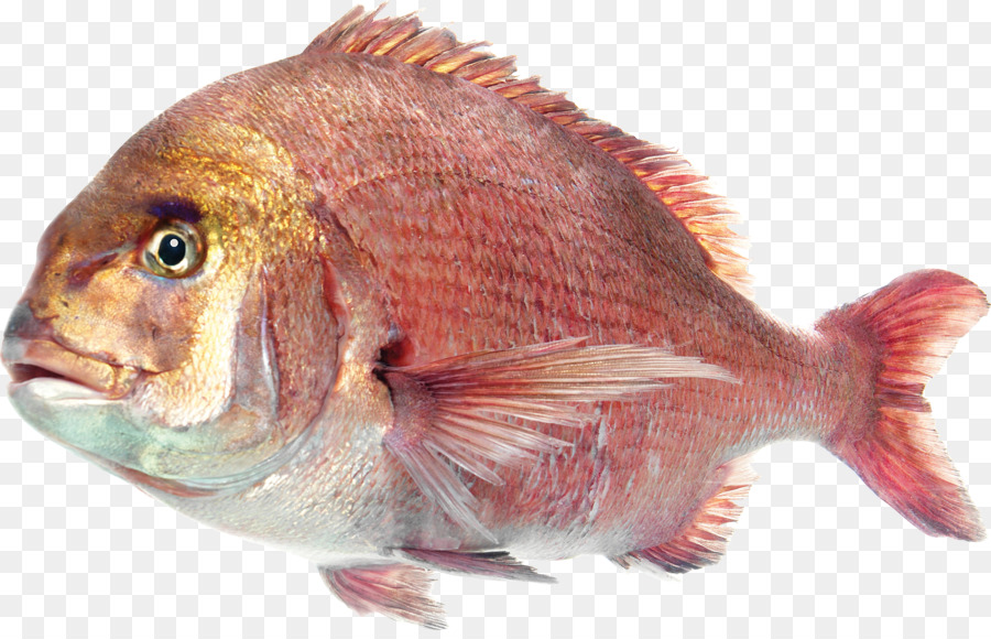 Detail Gambar Ikan Laut Png Nomer 20