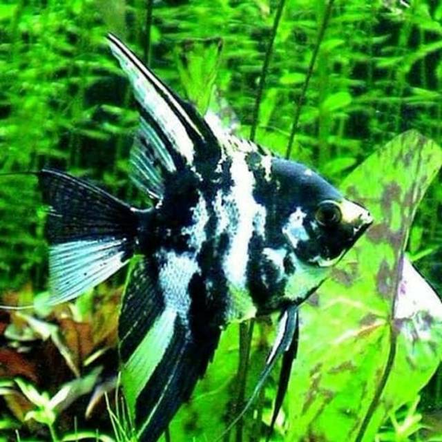 Gambar Ikan Layang Layang - KibrisPDR