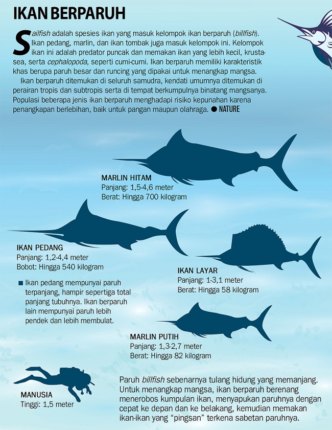 Detail Gambar Ikan Layar Nomer 35