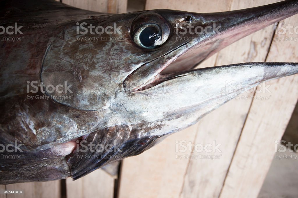 Detail Gambar Ikan Layar Nomer 38