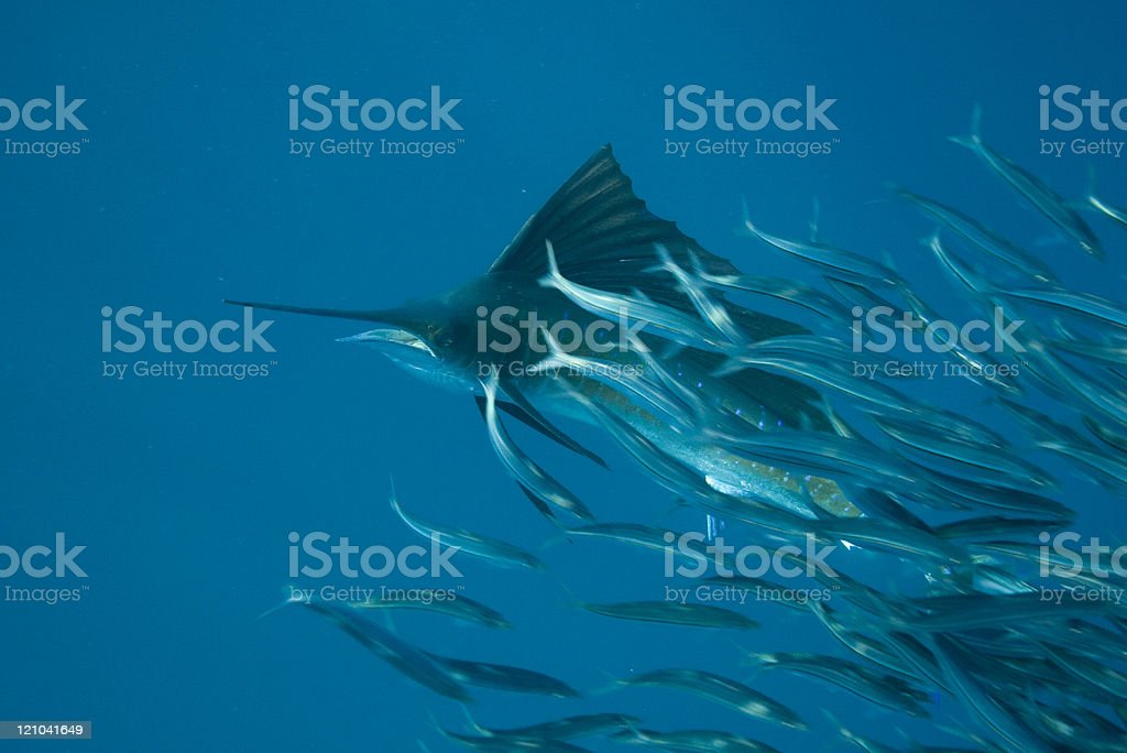 Detail Gambar Ikan Layar Nomer 43