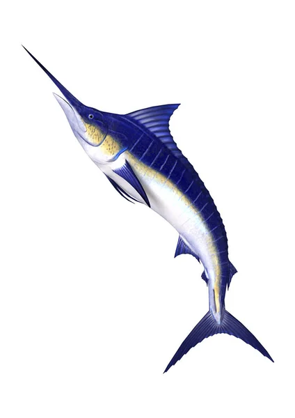 Detail Gambar Ikan Layar Nomer 46