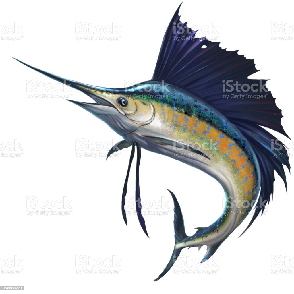 Detail Gambar Ikan Layaran Nomer 24