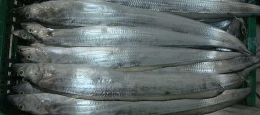 Detail Gambar Ikan Layur Nomer 35