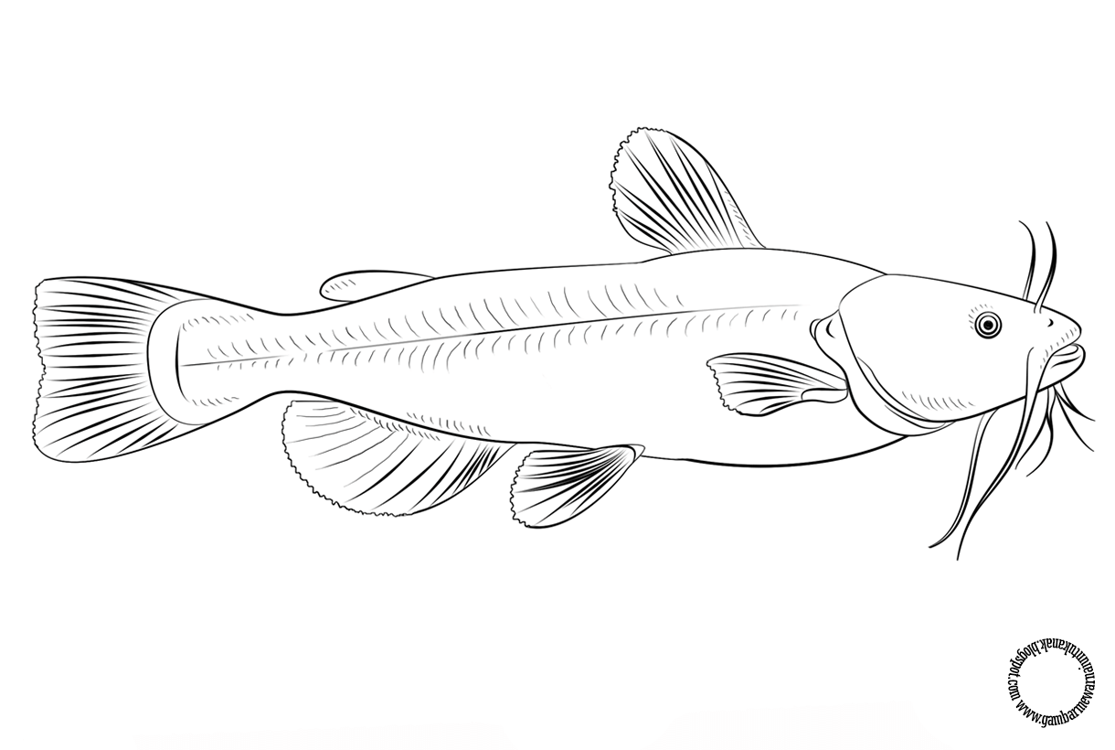 Detail Gambar Ikan Lele Nomer 14