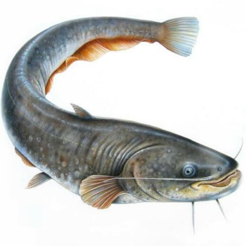 Detail Gambar Ikan Lele Nomer 6