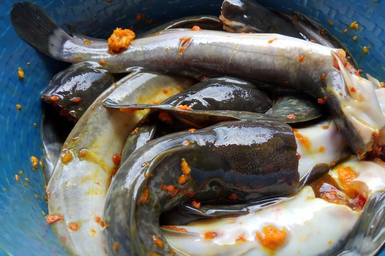 Detail Gambar Ikan Lele Goreng Nomer 50