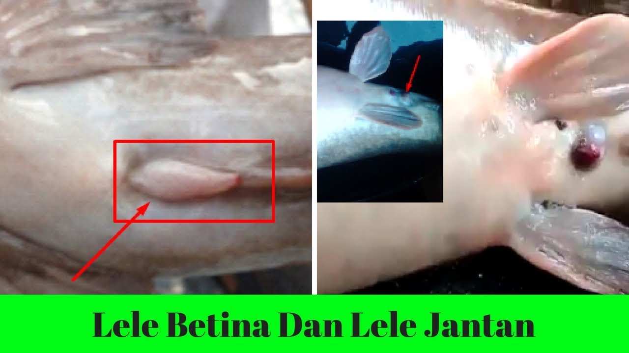 Detail Gambar Ikan Lele Jantan Dan Betina Nomer 23
