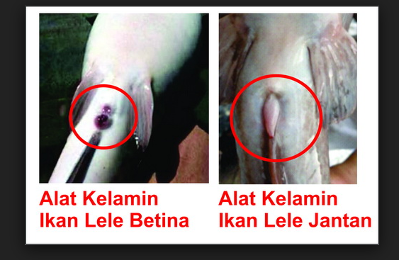 Detail Gambar Ikan Lele Jantan Dan Betina Nomer 6