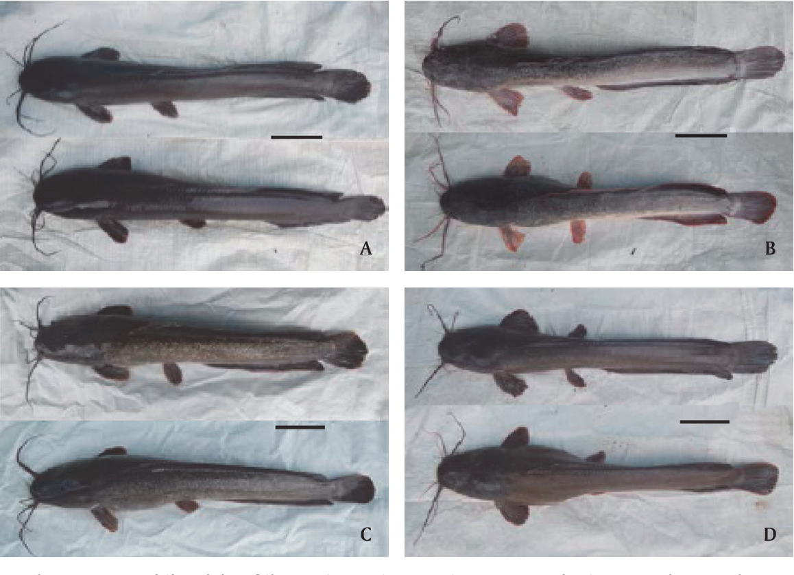 Detail Gambar Ikan Lele Mutiara Nomer 12