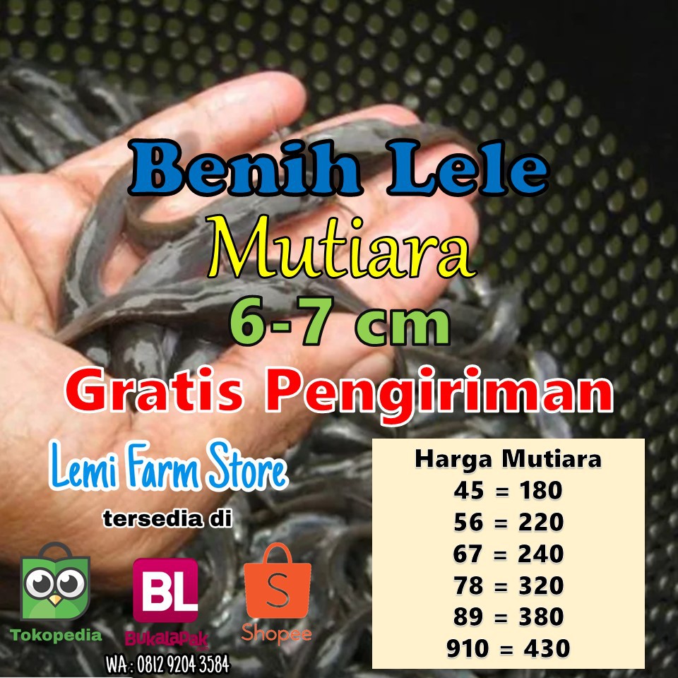 Detail Gambar Ikan Lele Mutiara Nomer 35