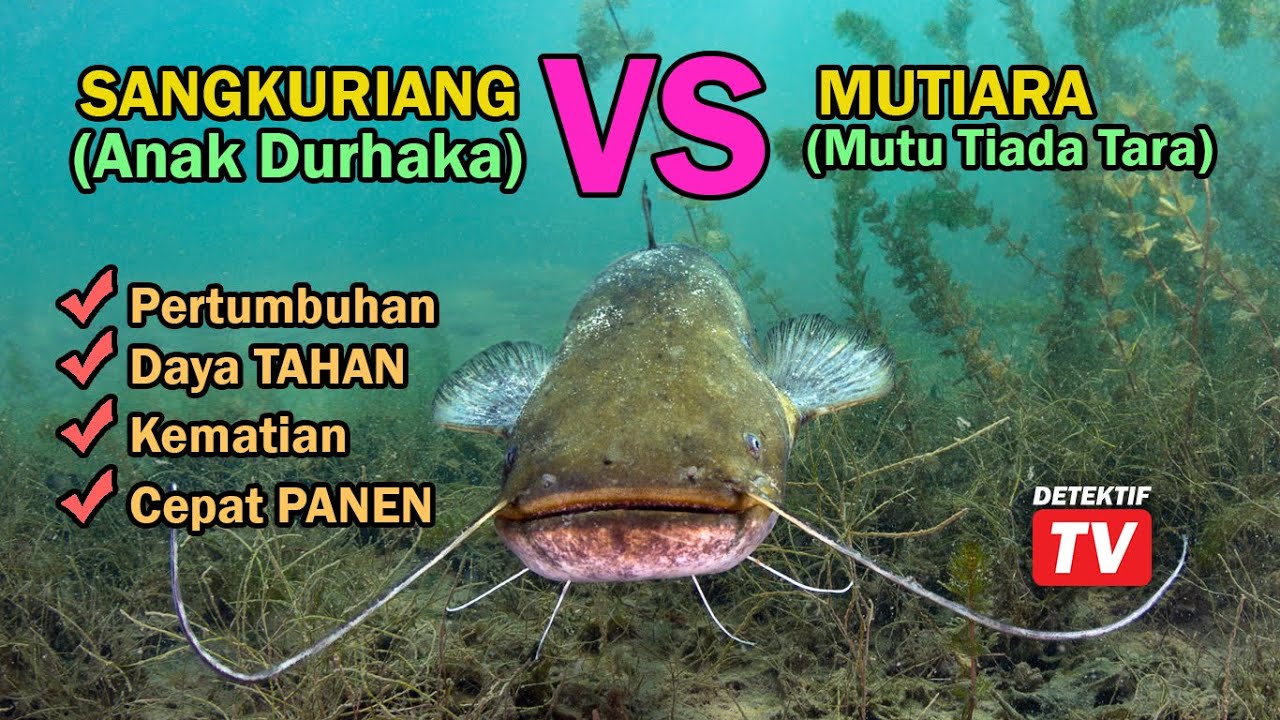 Detail Gambar Ikan Lele Mutiara Nomer 50