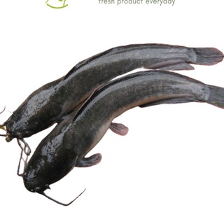 Detail Gambar Ikan Lele Png Nomer 50