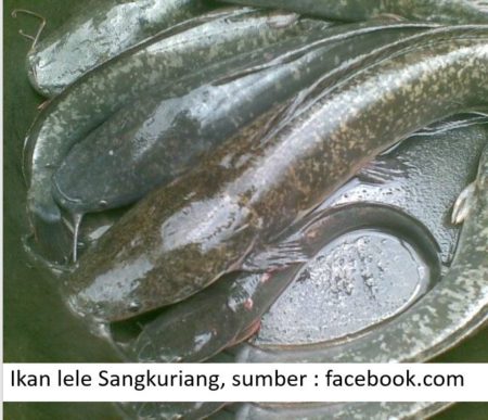 Detail Gambar Ikan Lele Sangkuriang Nomer 22