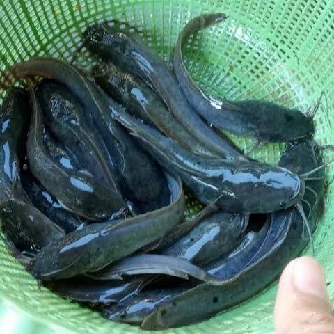 Detail Gambar Ikan Lele Sangkuriang Nomer 23