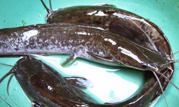 Detail Gambar Ikan Lele Sangkuriang Nomer 25