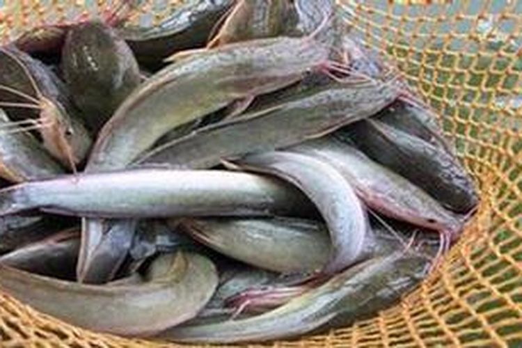 Detail Gambar Ikan Lele Sangkuriang Nomer 28