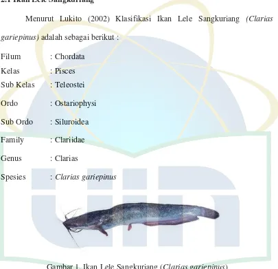 Detail Gambar Ikan Lele Sangkuriang Nomer 44