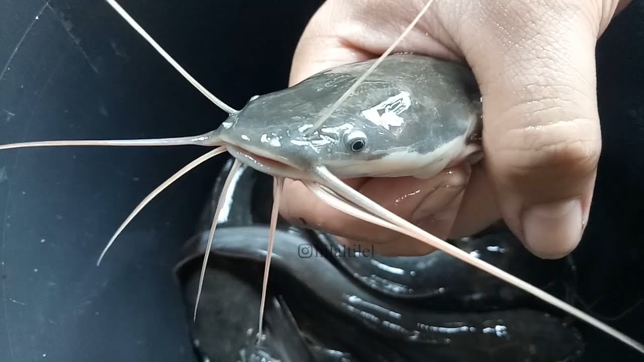 Detail Gambar Ikan Lele Sangkuriang Nomer 45