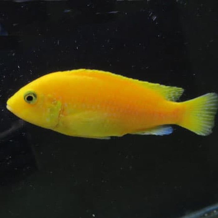 Gambar Ikan Lemon - KibrisPDR