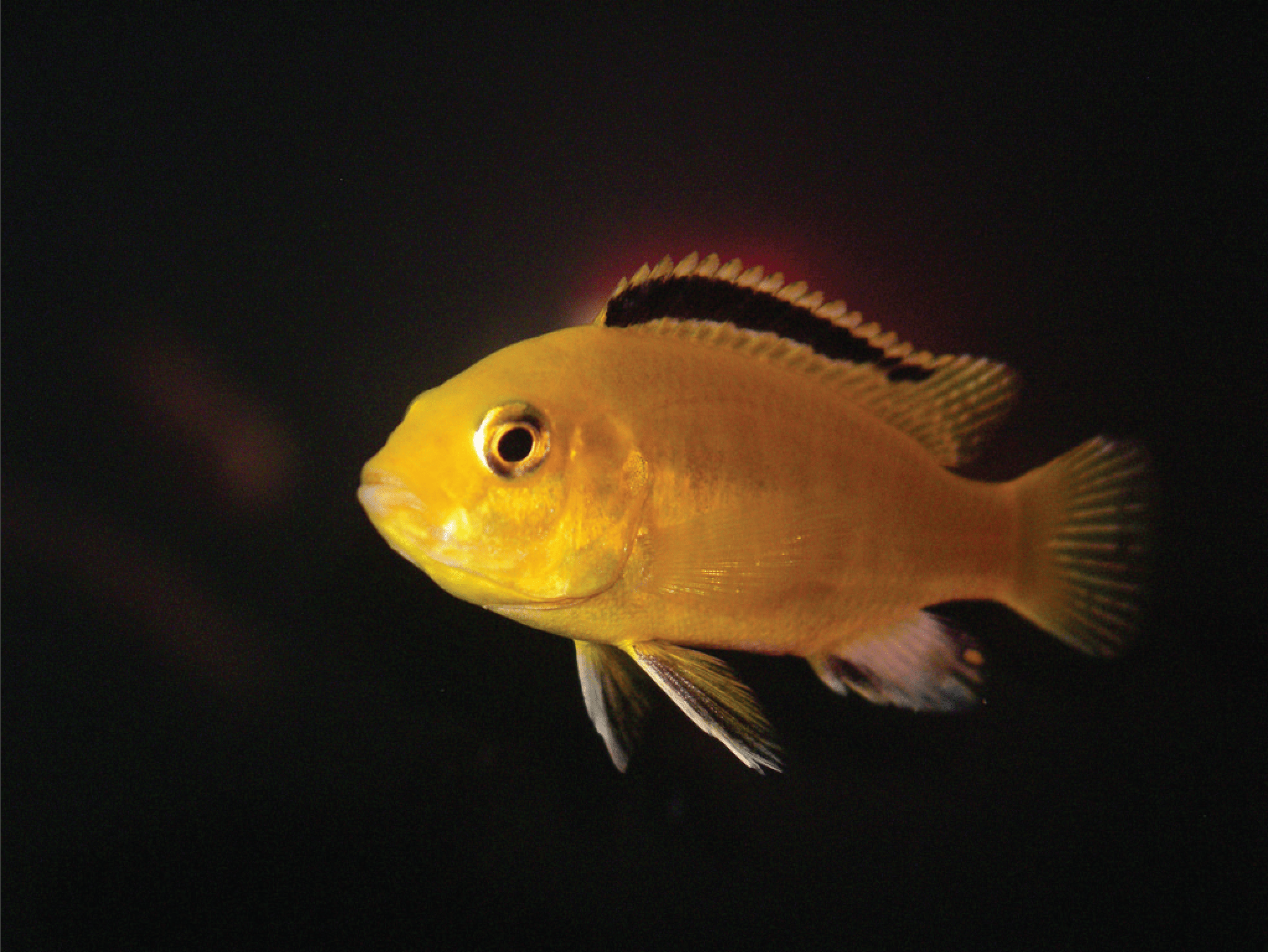 Detail Gambar Ikan Lemon Nomer 23