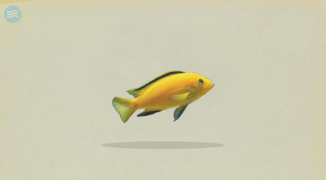 Detail Gambar Ikan Lemon Nomer 35