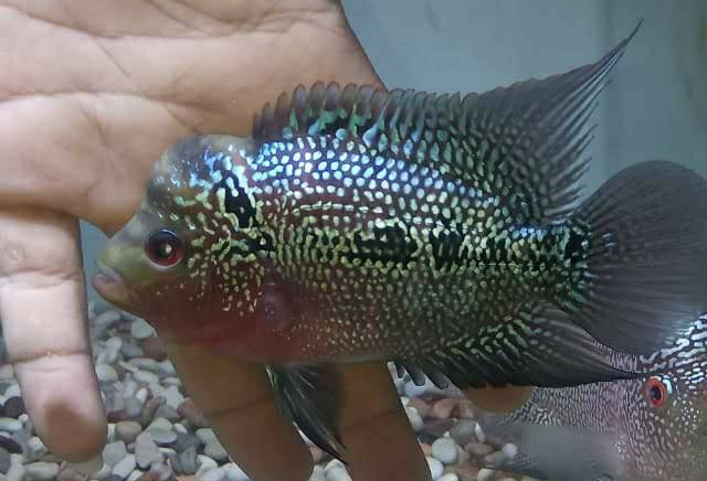 Detail Gambar Ikan Louhan Nomer 23