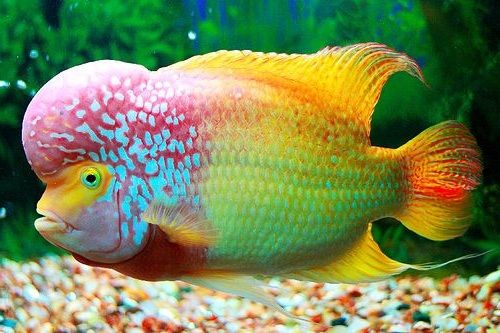 Detail Gambar Ikan Louhan Nomer 24