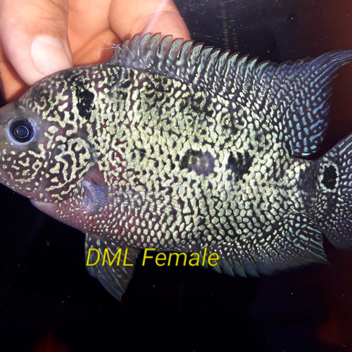 Gambar Ikan Louhan Betina - KibrisPDR