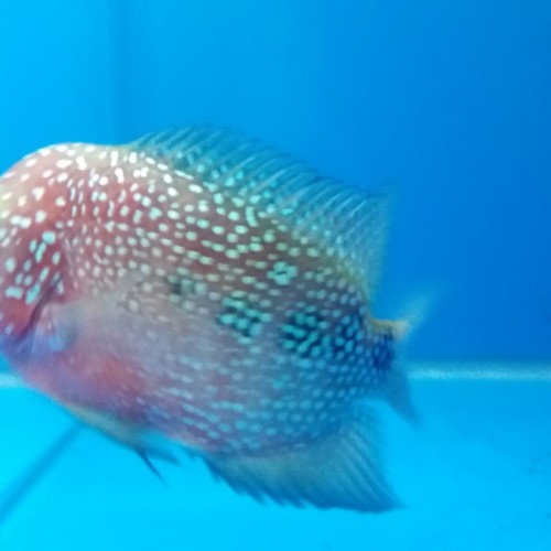 Ikan Louhan Betina