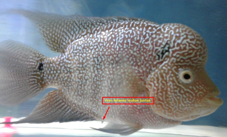 Detail Gambar Ikan Louhan Betina Nomer 32