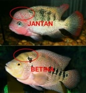 Detail Gambar Ikan Louhan Betina Nomer 37