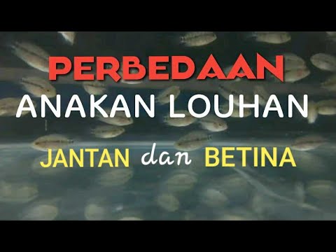 Detail Gambar Ikan Louhan Betina Nomer 48