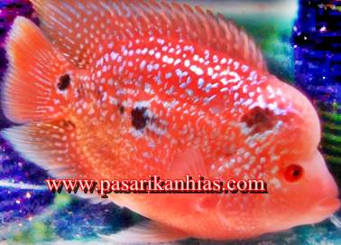 Detail Gambar Ikan Louhan Betina Nomer 50