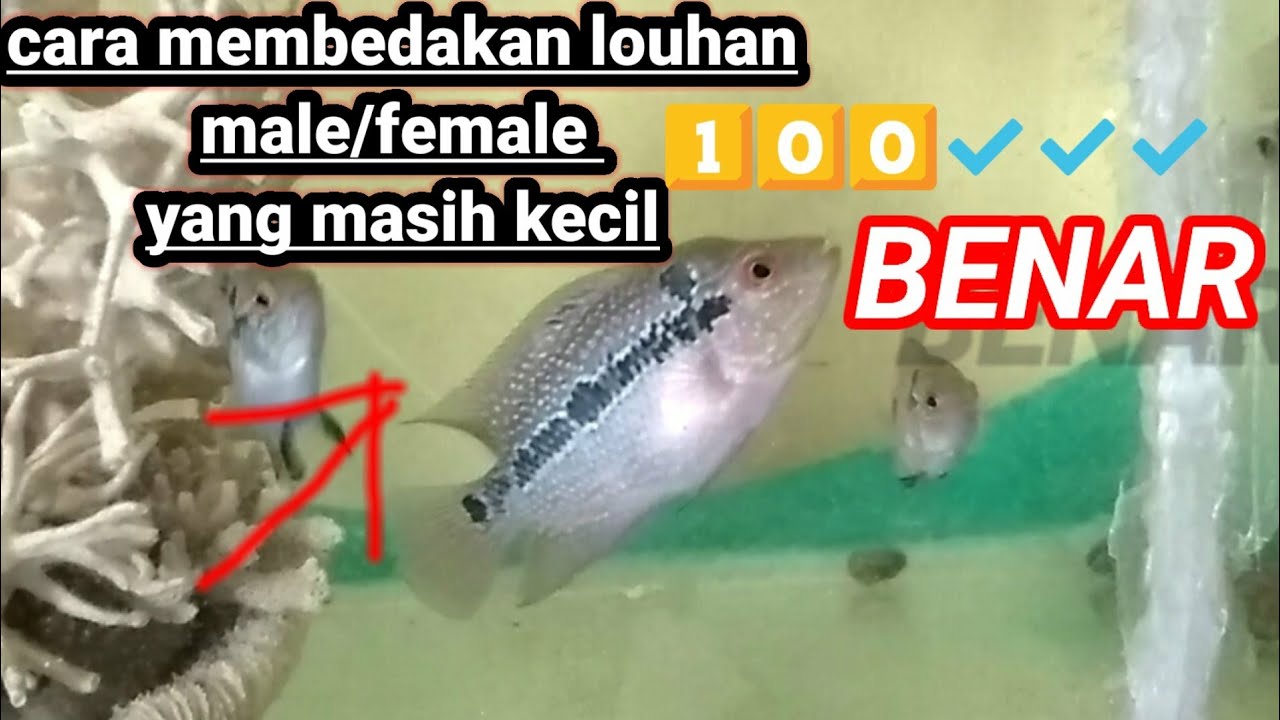 Detail Gambar Ikan Louhan Betina Nomer 52