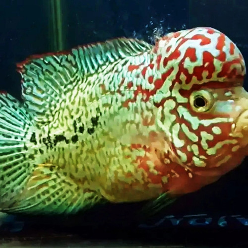 Detail Gambar Ikan Louhan Kamfa Nomer 26
